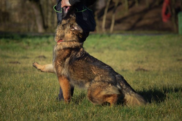 Aimy Devilkin Bohemia