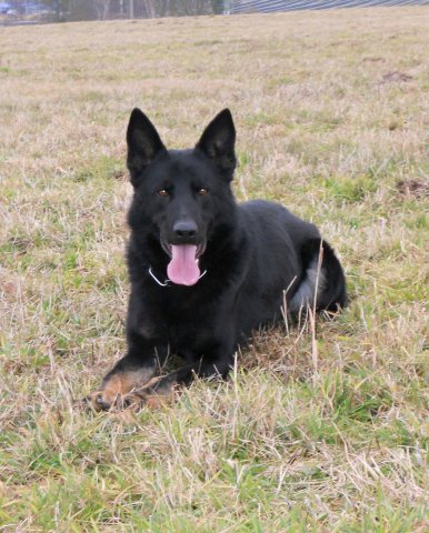 Ilo od Svatováclava