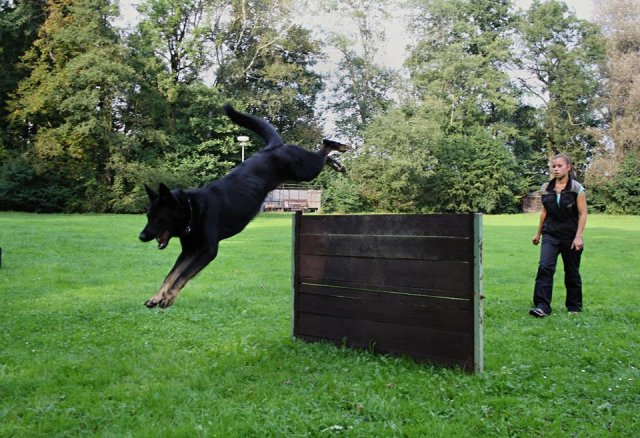 Ilo od Svatováclava