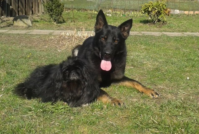 Ilo od Svatováclava