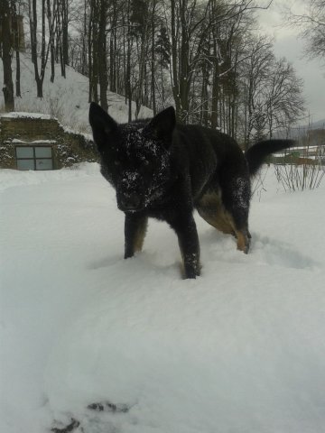 Ilo od Svatováclava