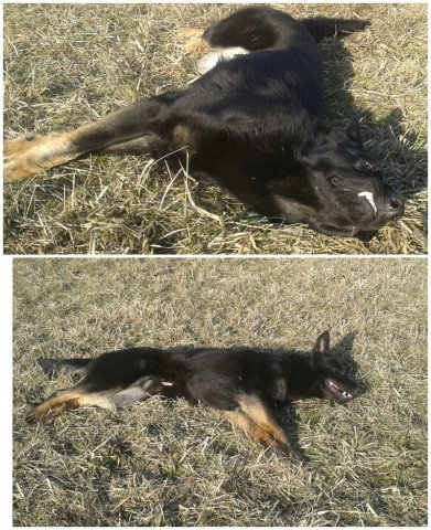 Ilo od Svatováclava