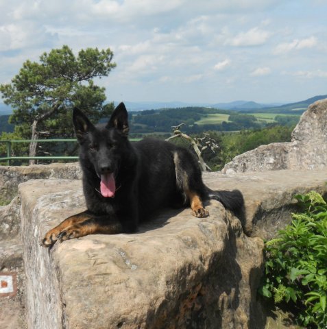 Ilo od Svatováclava